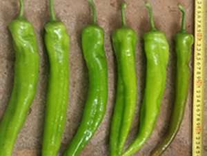 ����-�����N��-���N