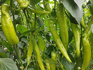 �n��-�����N��-���N