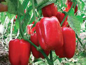 �¾�-�𽷷N��-���N