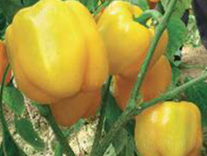 ����-�𽷷N��-���N