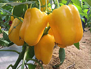 ��M�@-�𽷷N��-���N