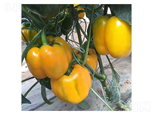 ����-�𽷷N��-���N