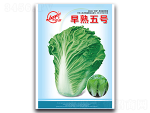 ������̖-С�ײ˷N��-�z��