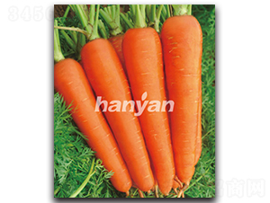 �h�u��̖-���}���N��-�h��