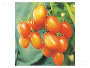 ���-���ѷN��-���N