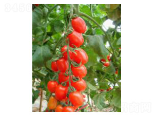 P99-���ѷN��-���N