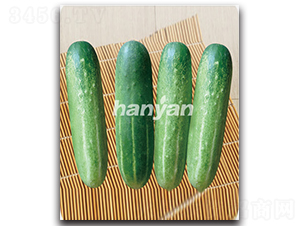 �h����̖(h��o)-�S�ϷN��-�h��