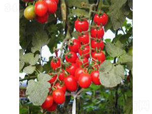 P199-���ѷN��-���N