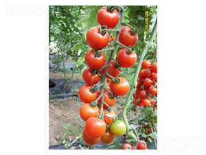 �tؐ-���ѷN��-���N