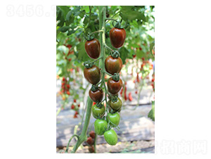 ��ͮ-���ѷN��-���N