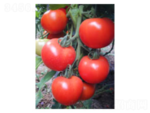 ����508-���ѷN��-���N