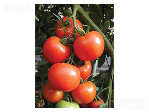 ِ�������w-���ѷN��-���N