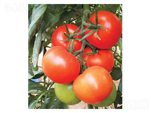 ����536-���ѷN��-���N