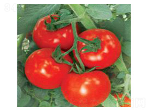 �h��-���ѷN��-���N