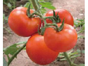 ����582-���ѷN��-���N