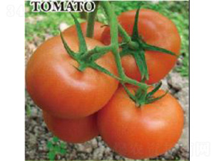 ����z-���ѷN��-���N