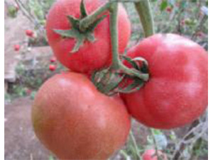 Խ��-���ѷN��-���N