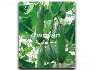 �h������2̖(h��o)-�S�ϷN��-�h��