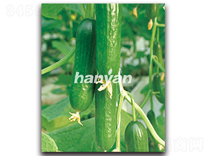 �h������4̖(h��o)-�S�ϷN��-�h��