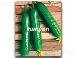 �h������5̖(h��o)-�S�ϷN��-�h��