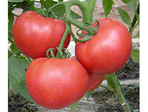 ���݁�-���ѷN��-���N