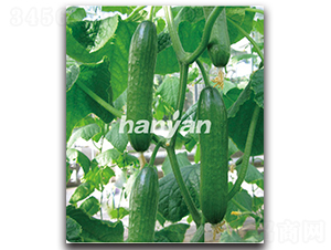 �h������6̖(h��o)-�S�ϷN��-�h��