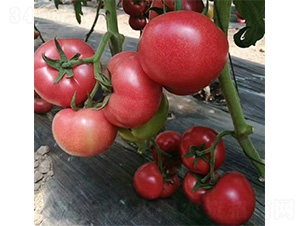 �R�ؠ�-���ѷN��-���N