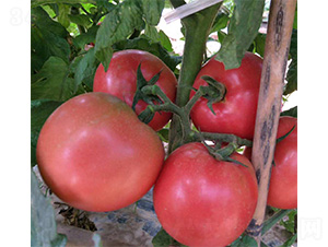 �R��-���ѷN��-���N