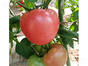 ����-���ѷN��-���N