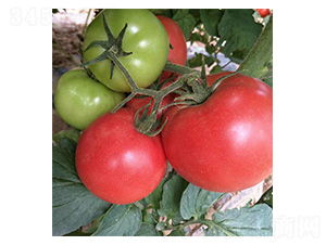 ����-���ѷN��-���N