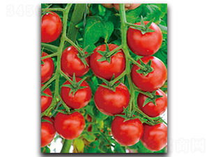 �h�Ѽt��-���ѷN��-�h��