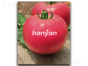 �h��һ̖(h��o)-���ѷN��-�h��