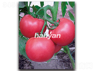 �h�۶�̖(h��o)-���ѷN��-�h��