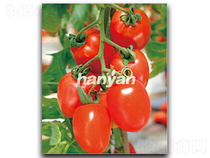 �hͮһ̖-���ѷN��-�h��