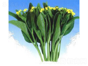 ����-��̦�N��-���N