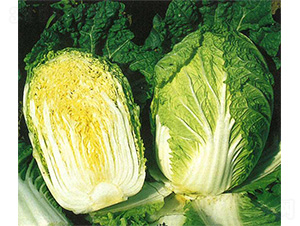 ���-�ײ˷N��-���N