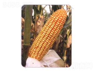 LZ06-���׷N��-���N