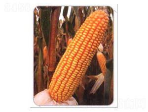 LZ08-���׷N��-���N