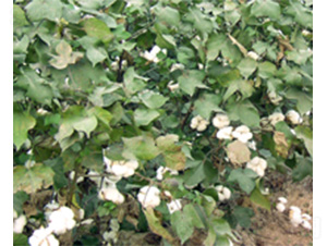 ���N��169-�޻��N��-���N