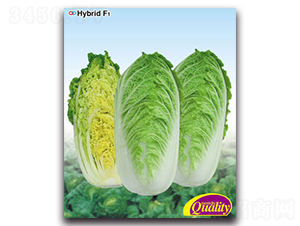 ϲ��-�ײ˷N��-�����N�I(y��)