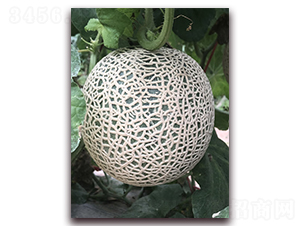 �P˹442-��ϷN��-�����r(n��ng)�I(y��)