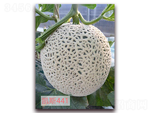 �P˹441-��ϷN��-�����r(n��ng)�I(y��)