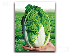 �����S-�ײ˷N��-�����r�I(y��)