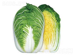 ه�S65-�ײ˷N��-�����r�I(y��)