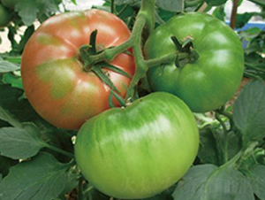 ٝ���r��-���ѷN��-�����r(n��ng)�I(y��)