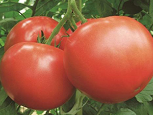 ��˹��-���ѷN��-�����r(n��ng)�I(y��)