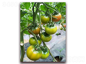 �t��TY-201-���ѷN��-�����r(n��ng)�I(y��)