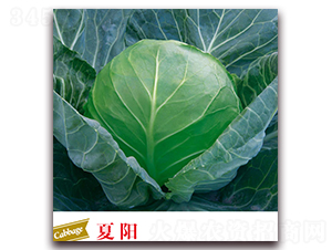 ���-���{(l��n)�N��-����