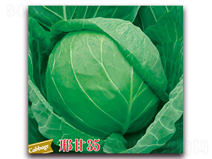 �ϸ�35-���{(l��n)�N��-����