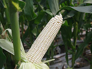 �L��108Ŵ���ף��ظ��ͣ�-Ŵ���׷N��-����r(n��ng)�I(y��)